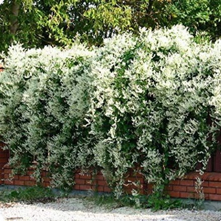 Фаллопия (Горец Вьющийся) ауберта в тубе